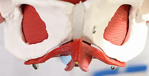 پرینورافی لوگو